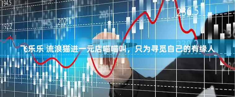 飞乐乐 流浪猫进一元店喵喵叫，只为寻觅自己的有缘人